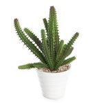 Cactus Succulent Realistic Artificial Plant In White Pot 19cm